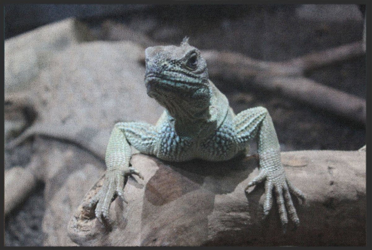 Fussmatte Chamäleon 6366