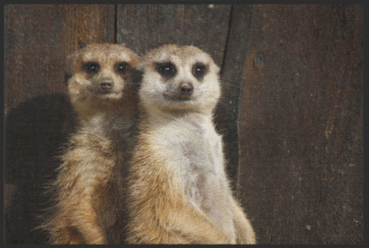 Fussmatte Erdmännchen 6216