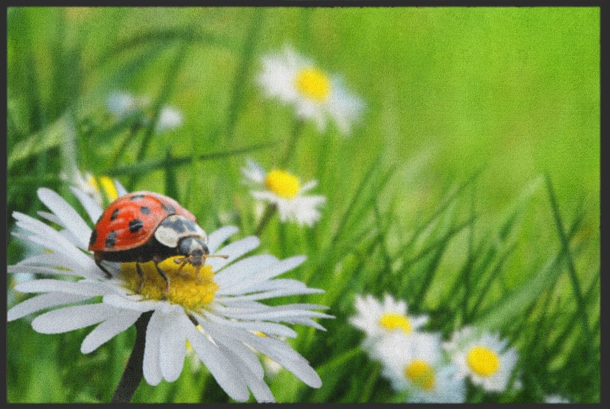 Fussmatte Marienkäfer 4317