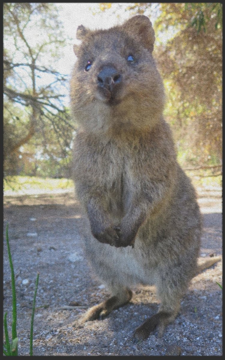 Fussmatte Quokka 7322