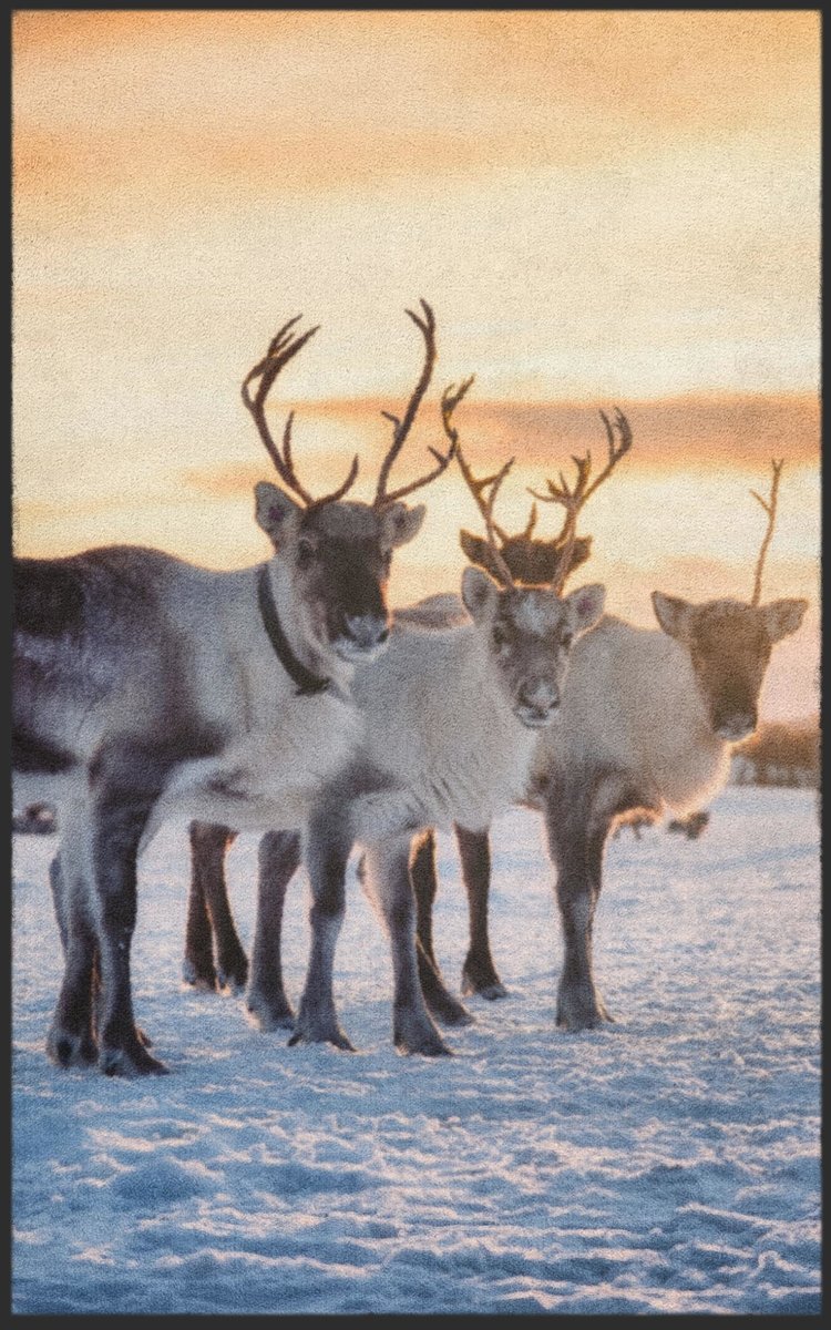 Fussmatte Rentier 7625