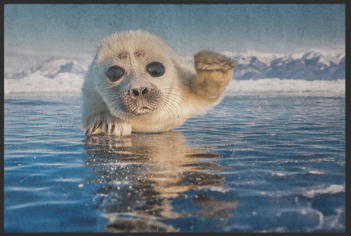 Fussmatte Robbe 10299