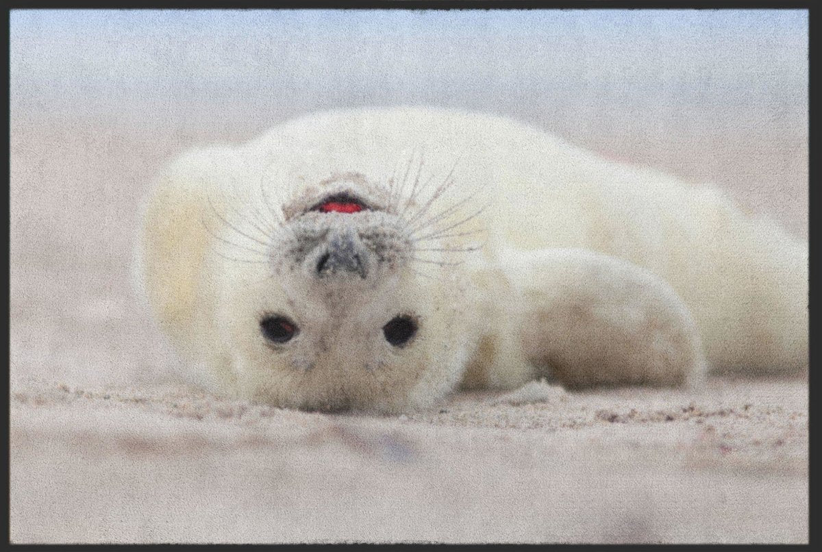 Fussmatte Robbe 6258