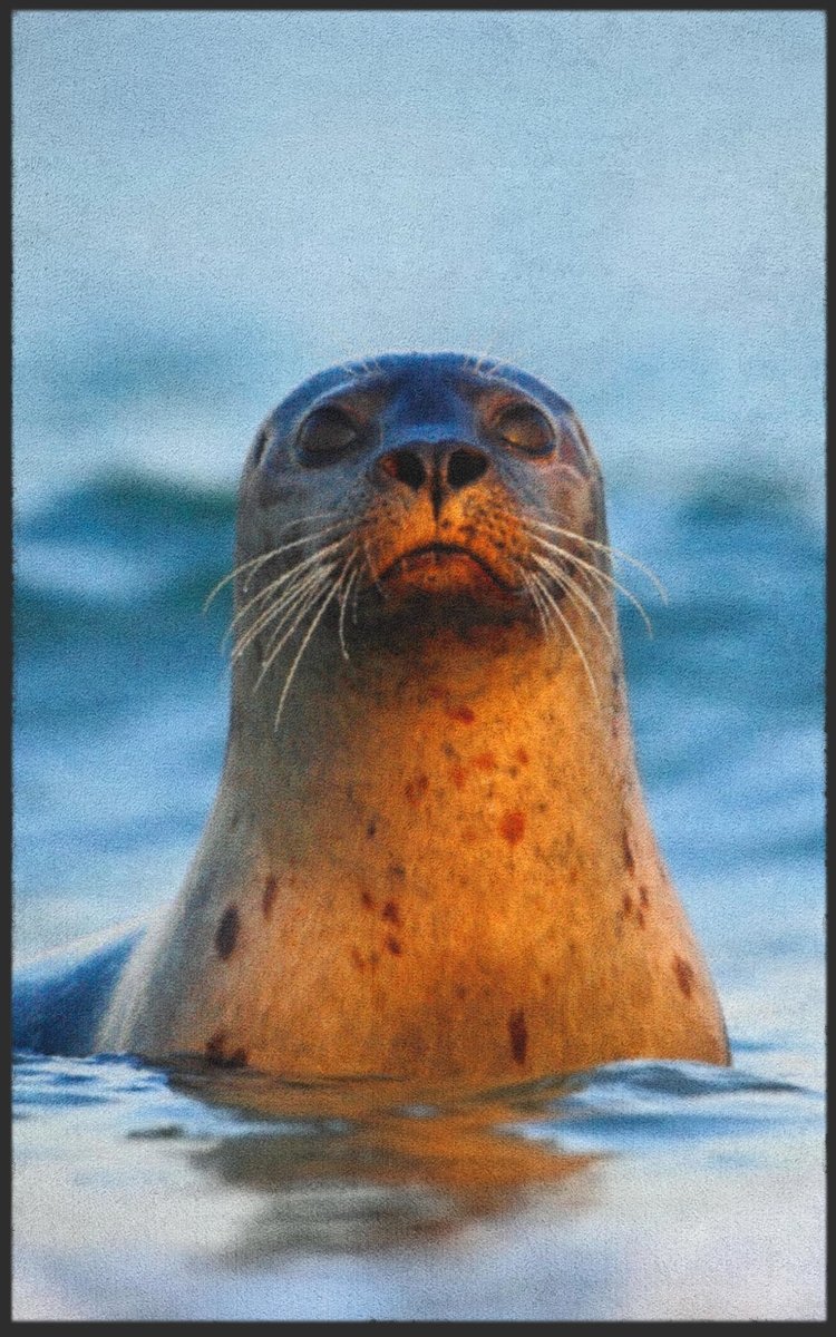 Fussmatte Robbe 7680