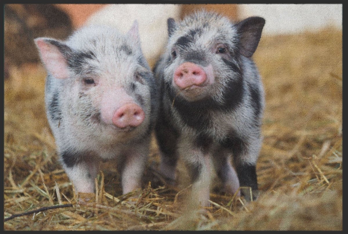 Fussmatte Schwein 5083