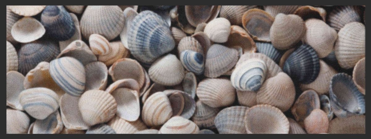 Küchenteppich Muscheln 4407