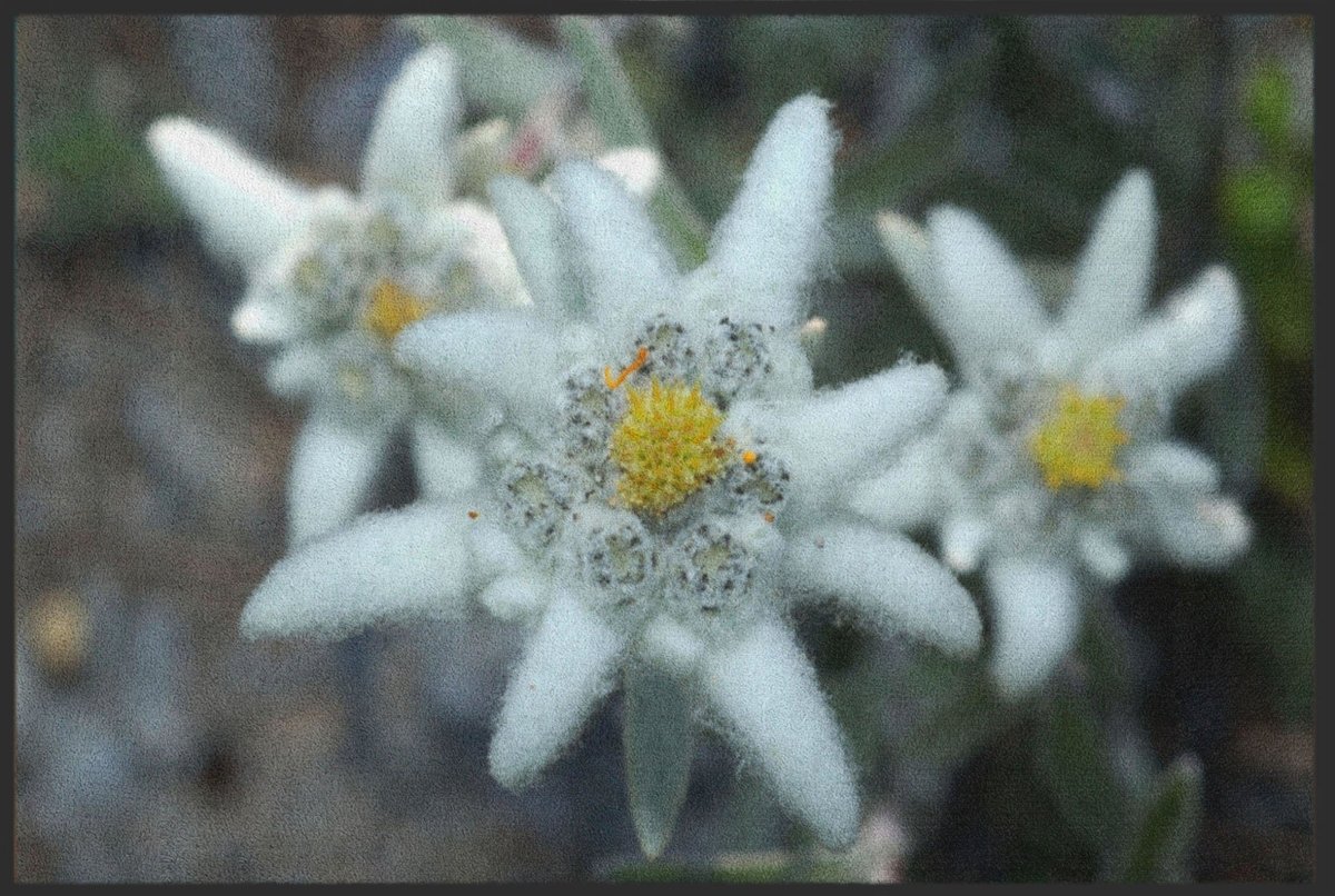 Fussmatte Edelweiß 4846