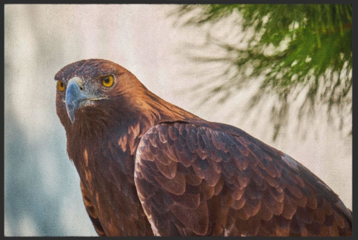 Fussmatte Adler 6236