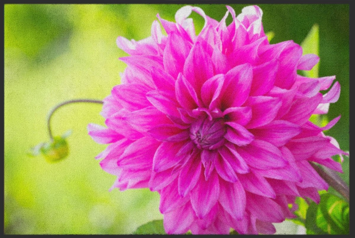 Fussmatte Dahlie 5079