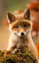 Fussmatte Fuchs 7675