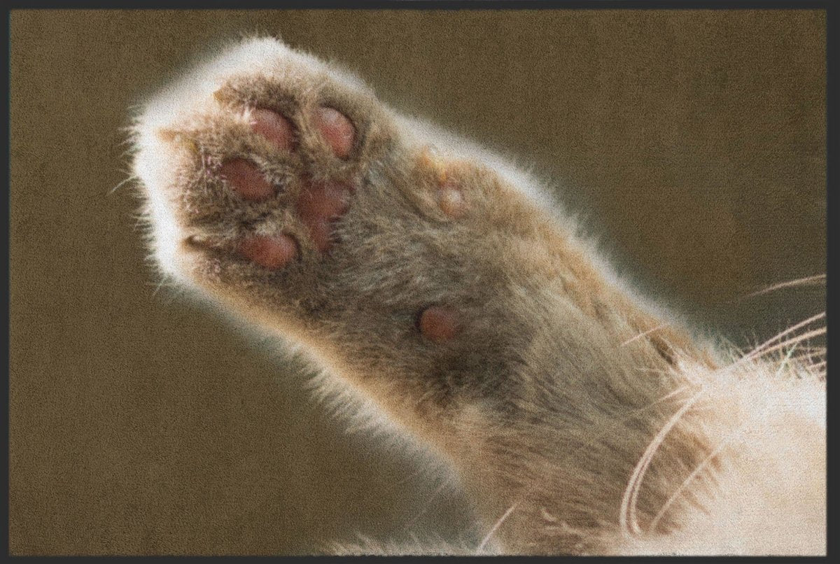 Fussmatte Katzenpfote 6223