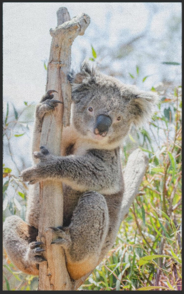 Fussmatte Koala 7596 - Fussmattenwelt
