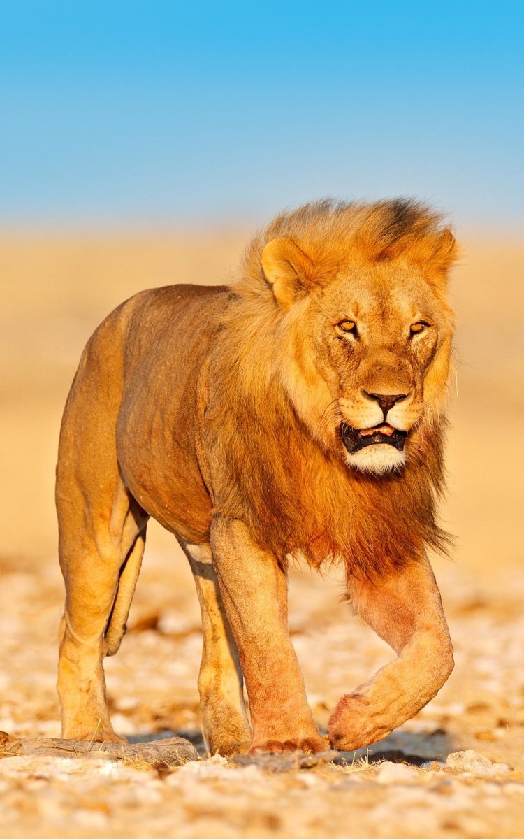 Fussmatte Löwe 7615