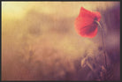 Fussmatte Mohn 6372