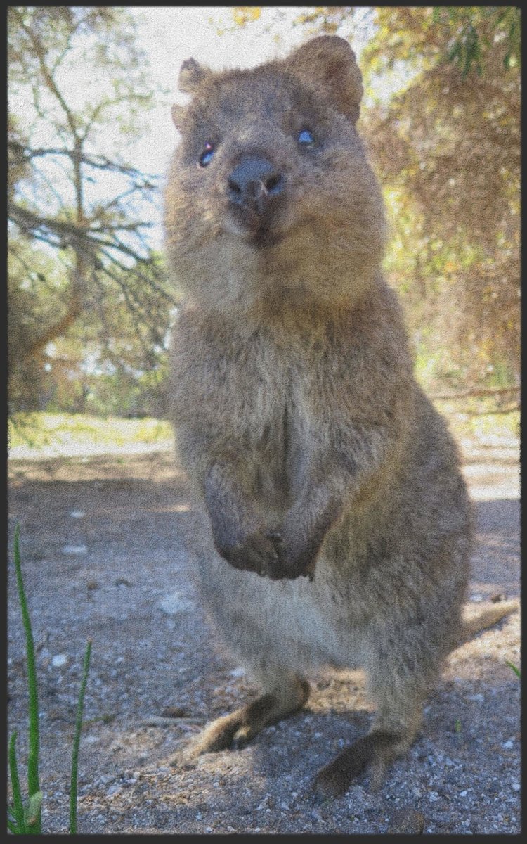 Fussmatte Quokka 7322 - Fussmattenwelt