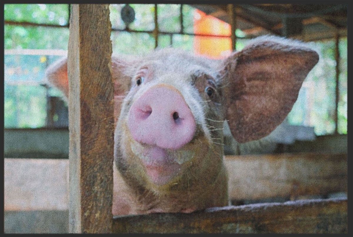 Fussmatte Schwein 4815 - Fussmattenwelt