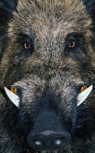 Fussmatte Wildschwein 7612