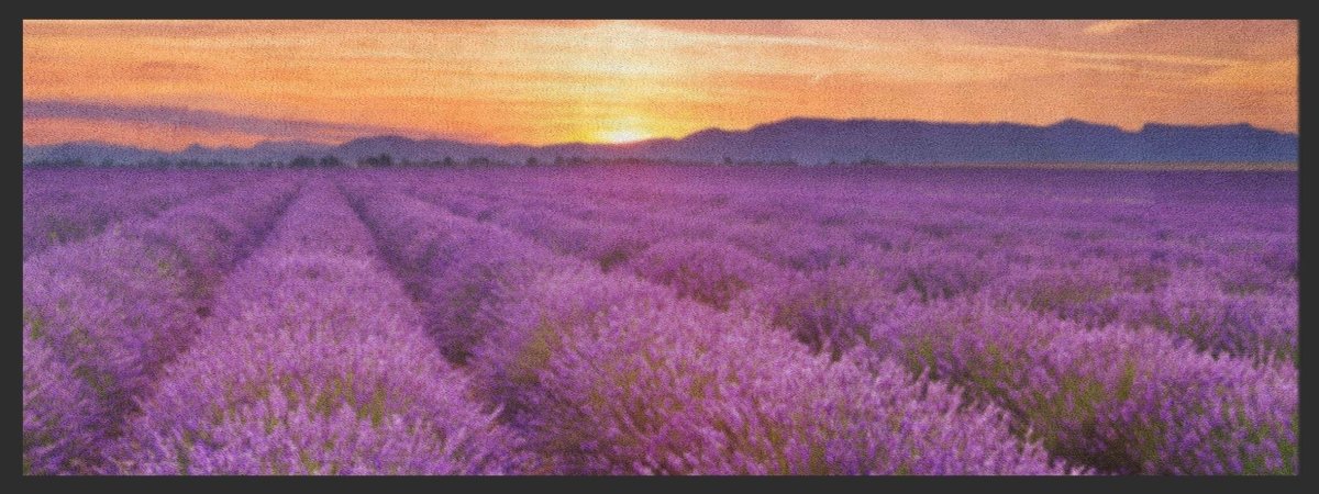 Küchenteppich Lavendel 4366 - Fussmattenwelt